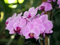 Purple Orchid